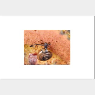 Tiny snail on mushroom Posters and Art